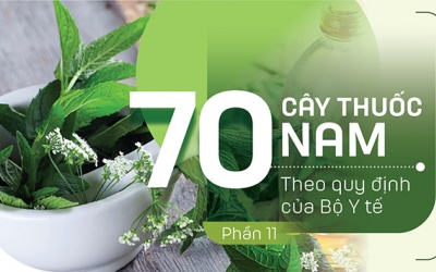 Thuốc Nam trong vườn: 4 loại thảo dược trị rắn cắn