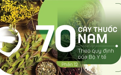 Thuốc Nam trong vườn: 5 loại cây giúp thanh nhiệt trong những ngày Tết ngập cỗ bàn