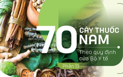 Thuốc Nam trong vườn: 5 loại cây hỗ trợ điều trị viêm da cơ địa