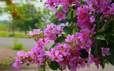Hoa, lá bằng lăng - Lợi ích đủ đường