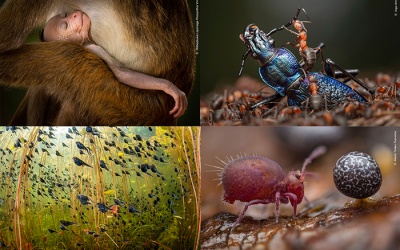 Ngắm ảnh động vật hoang dã đẹp nhất năm 2024 