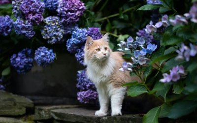 Loài hoa tuy đẹp nhưng lại gây ngộ độc ở mèo cưng 