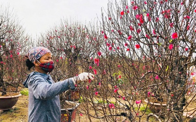 Hướng dẫn trồng đào, quất cảnh sau Tết để tận dụng cho năm sau