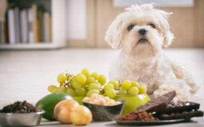 Những món ngon ngày Tết gây hại cho thú cưng 