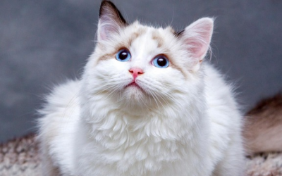 Mèo liệu có thông minh hơn chó?