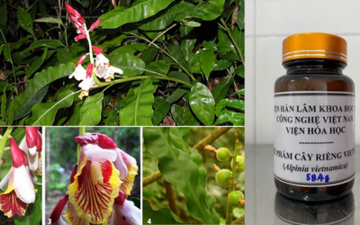 Phát hiện nhiều hợp chất quý từ cây riềng Việt Nam