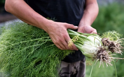 Rau thì là có thể giúp giảm lo âu và cải thiện tiêu hóa