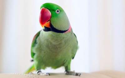 Dấu hiệu nhận biết bệnh trầm cảm ở chim cảnh 