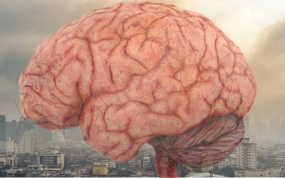 Ô nhiễm không khí làm ảnh hưởng tới khả năng nhận thức?