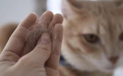 Thích nuôi mèo nhưng lại bị dị ứng phải làm sao?