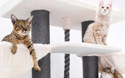 Nhà cây rất quan trọng với sức khoẻ mèo cưng, vì sao?