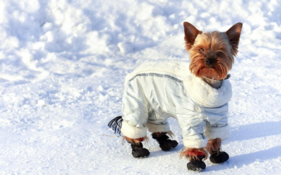 Trời lạnh, cún cưng cũng cần mặc áo khoác 