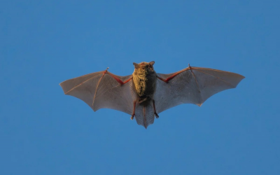 Trung Quốc phát hiện virus mới ở dơi có thể lây sang người như COVID-19