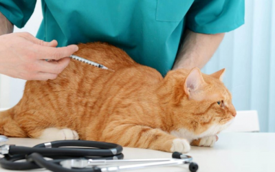 Liệu một chú mèo có thể mắc bệnh đái tháo đường?