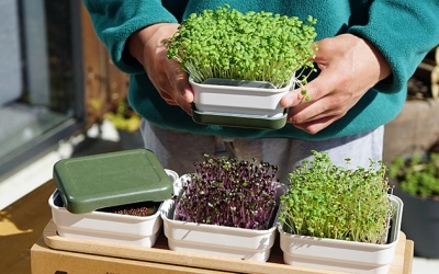 Hàm lượng dinh dưỡng vượt trội trong rau mầm 