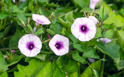 Chiết xuất lá và thân cây khoai lang ngăn ung thư vú, phổi tiến triển