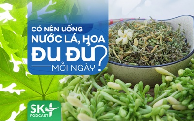 Podcast: Có nên uống nước lá, hoa đu đủ mỗi ngày?