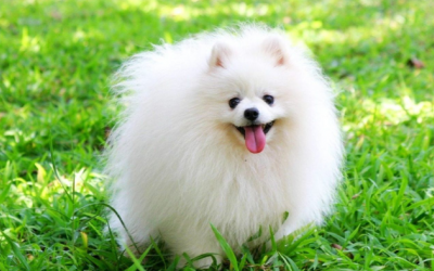 Mẹo hay giúp “sen” huấn luyện cún con đi vệ sinh đúng chỗ 