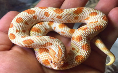 Muốn nuôi rắn cảnh, nên bắt đầu từ đâu?