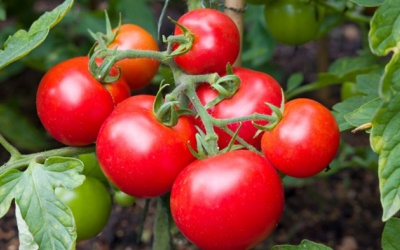 Ăn cà chua giúp làn da tươi trẻ, trái tim khỏe mạnh