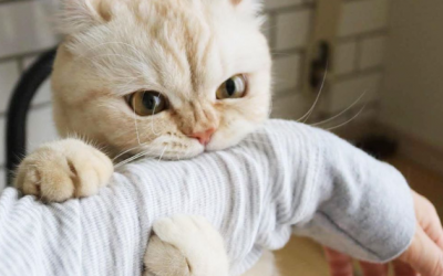 Mèo cưng có thể mắc bệnh dại không?