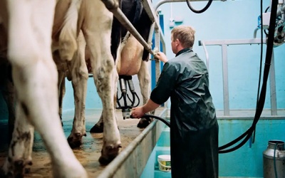 Virus cúm H5N1 có thể 'sống' lâu trong phô mai làm từ sữa tươi nhiễm khuẩn