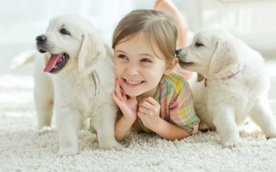 Gợi ý những dòng cún phù hợp để nuôi trong nhà