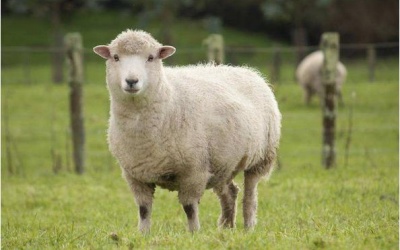 Thế giới lần đầu tiên ghi nhận cừu nhiễm cúm gia cầm H5N1