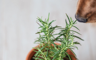 Các loại rau thơm, thảo mộc tốt cho cún cưng 