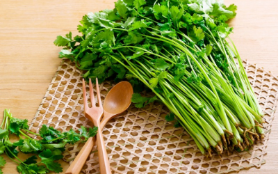 Những lợi ích sức khoẻ của rau mùi 
