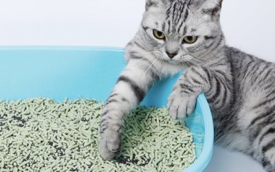 5 lý do khiến mèo cưng vệ sinh sai chỗ 