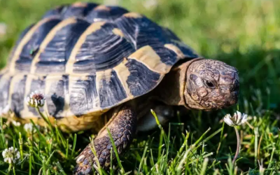 Bước đầu tiên để nuôi một chú rùa cảnh 