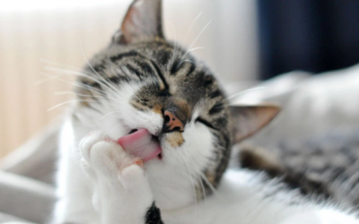 Mèo cưng mắc búi lông, “sen” phải làm sao?