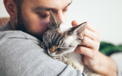 Mèo cưng cũng biết khi nào “sen” buồn 