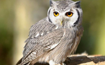 Tại sao không nên nuôi cú làm thú cưng?