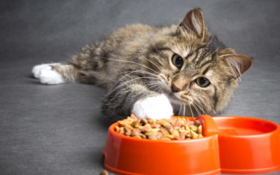 Những lý do khiến mèo cưng bỏ ăn 