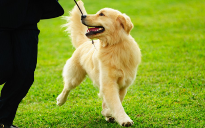 Tính cách của “sen” có thể ảnh hưởng đến hành vi của cún cưng 