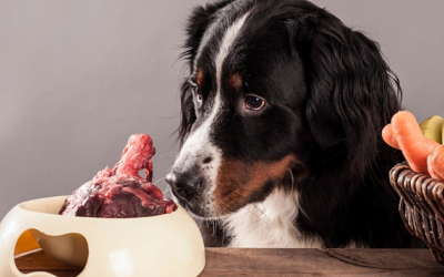 Chế độ ăn BARF cho cún: Xu hướng dinh dưỡng “tự nhiên hóa” có thực sự tốt?