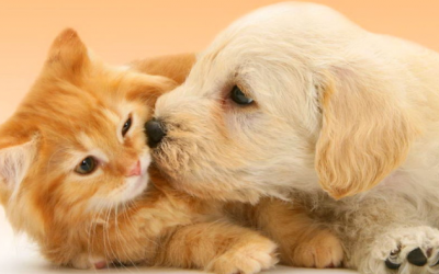 5 lỗi sai cơ bản của “sen” ảnh hưởng nghiêm trọng tới thú cưng