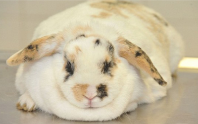 Thỏ có thể mắc bệnh béo phì không?