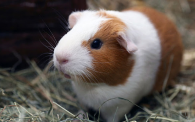 Nuôi một chú chuột lang: Cần và không cần gì?