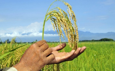 Biến đổi khí hậu làm tăng hàm lượng arsen trong gạo