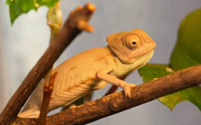 5 điều cần cân nhắc khi nuôi tắc kè hoa 