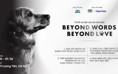 “Bát hạt nhỏ” trong “Sân nhà nhiều chó”