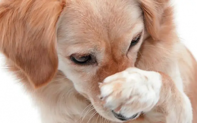 Vì sao mùi tanh lại xuất hiện trên cơ thể cún cưng?