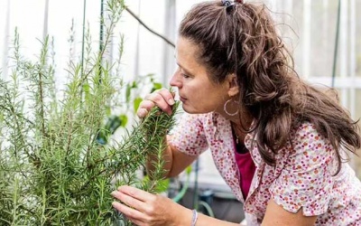 2 loại thảo mộc “quen mặt” có thể giúp ngừa bệnh Alzheimer