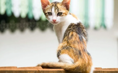 Tăng cường dinh dưỡng cho thú cưng thiếu cân 