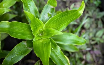 Kiểm soát bệnh đái tháo đường bằng cây lược vàng có được không?