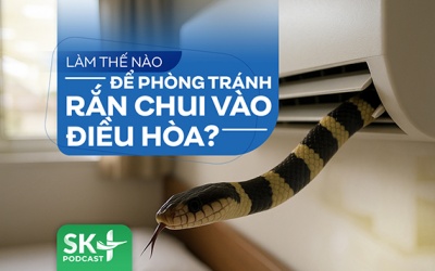 Podcast: Làm thế nào để phòng tránh rắn chui vào điều hòa?