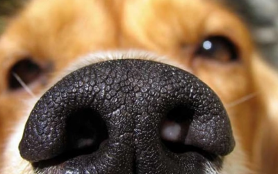 Cún cưng bị khô mũi thường cảnh báo dấu hiệu gì?
